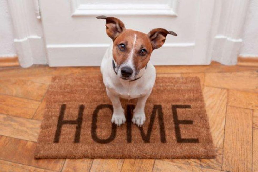 Pet Blog Article Image Web