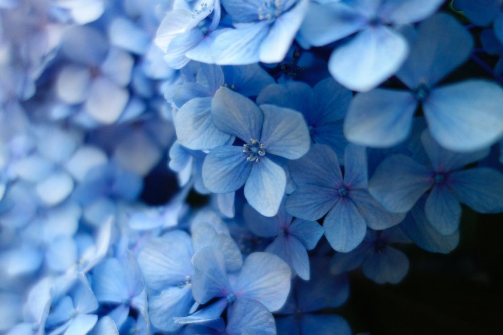 Spring Has Finally Arrived And With It Comes Warmer Days And Rapidly Flourishing Gardens